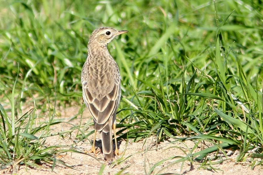 Tawny Pipit standing on the ground