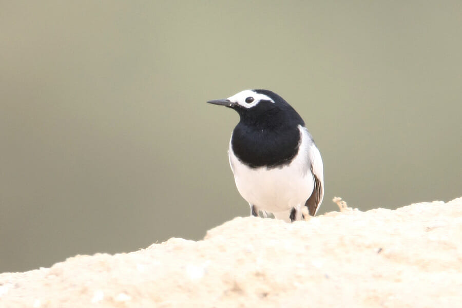 Masked Wagtai standing on the ground