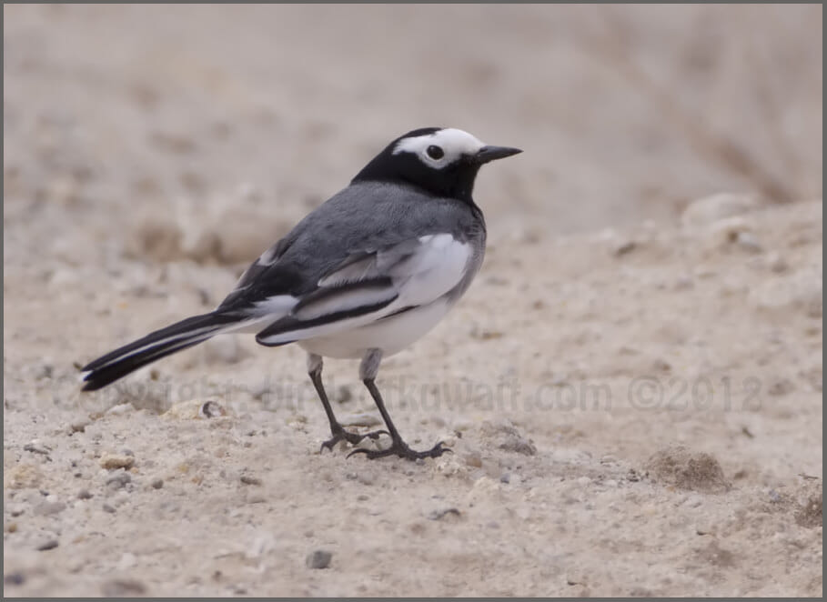 Masked Wagtail Motacilla (alba) personata Masked Wagtail Motacilla (alba) personata