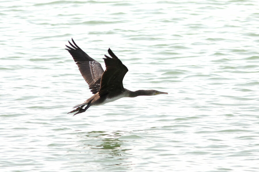 Socotra Cormorant in flight