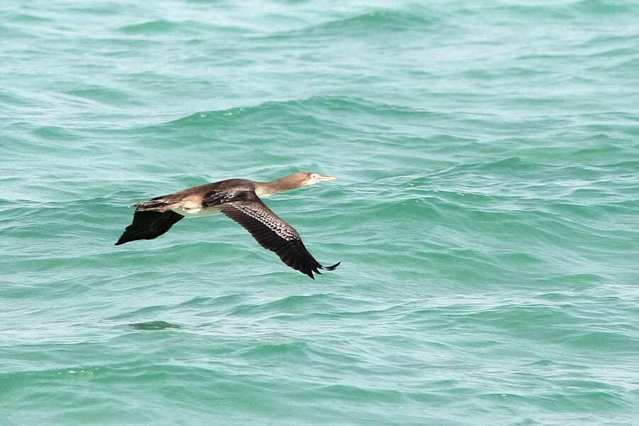 Socotra Cormorant in flight