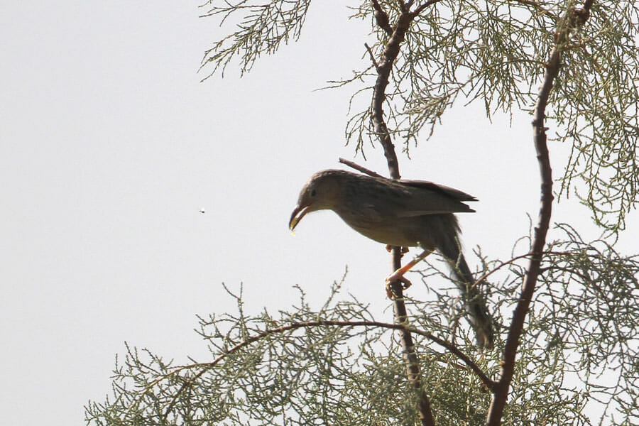 Afghan Babbler perched on a tree