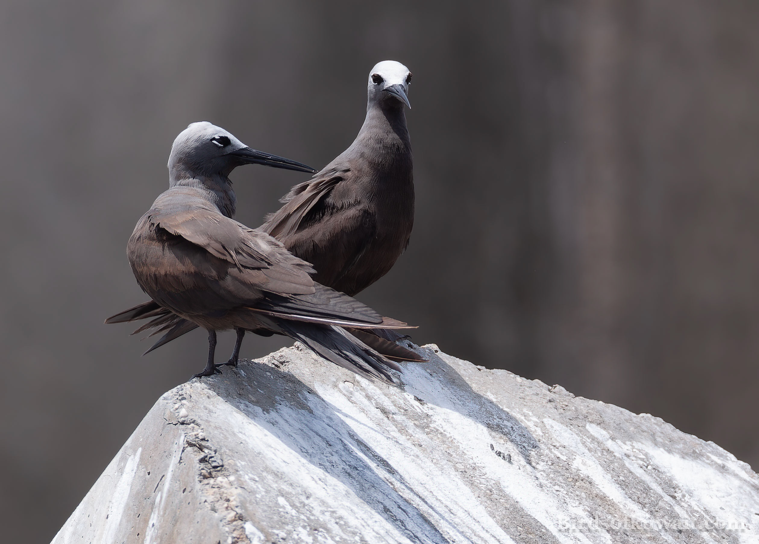 Lesser Noddy Anous tenuirostris