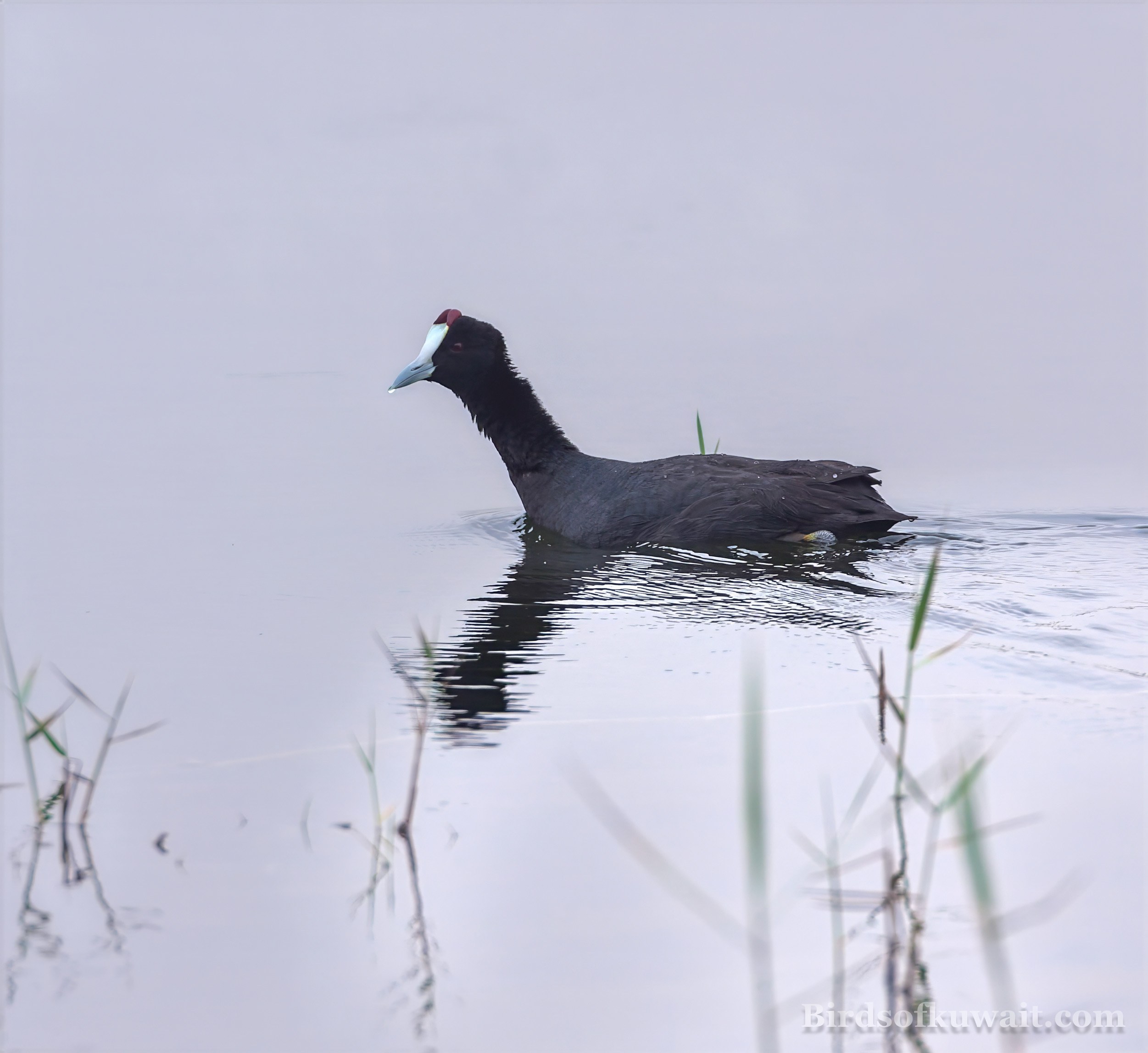Red-knobbed Coot Fulica cristata