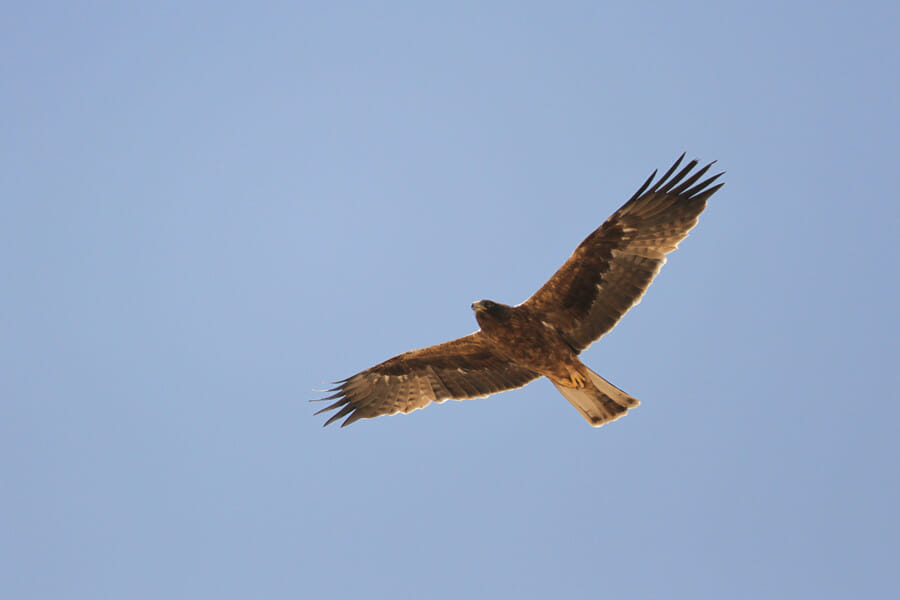 Booted Eagle in flight