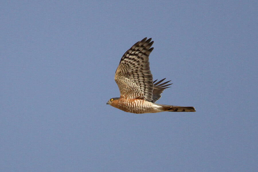 Eurasian Sparrowhawk in flight