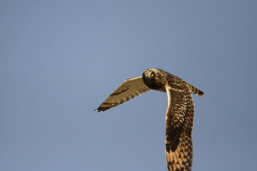 Short-eared Owl in flight