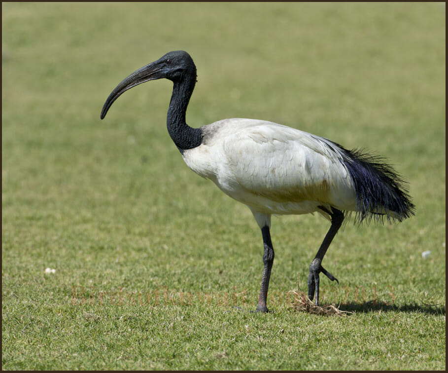 African Sacred Ibis Threskiornis aethiopicus