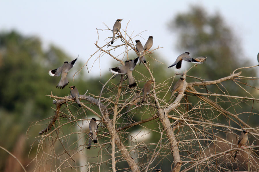 14 Hypocoliuses perched on a tree