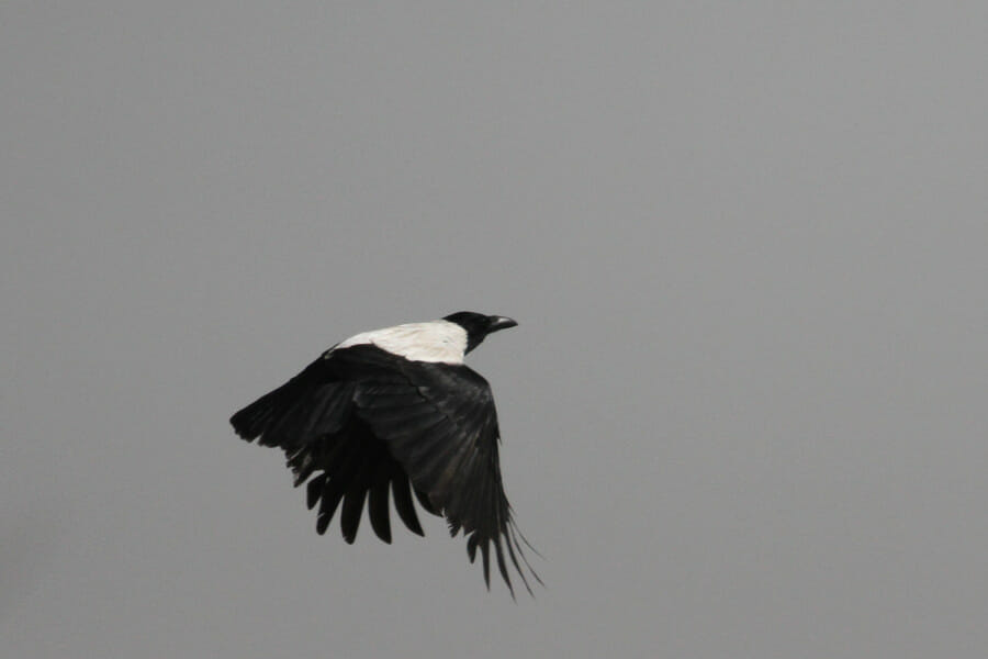 Mesopotamian Crow in flight
