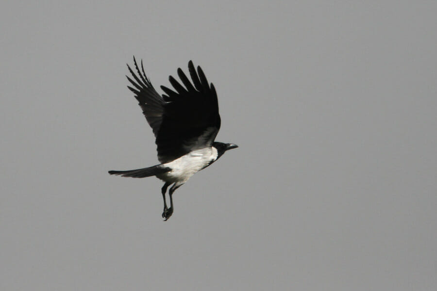 Mesopotamian Crow in flight