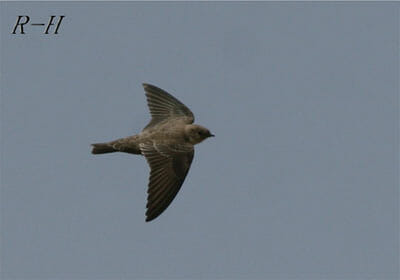 crag_martin400