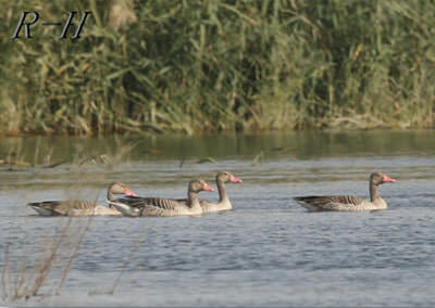 greylag400