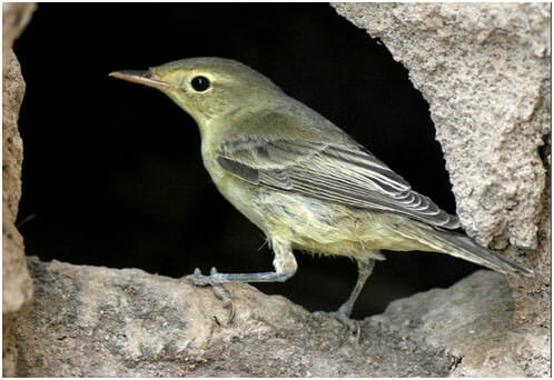 icterine_warbler400