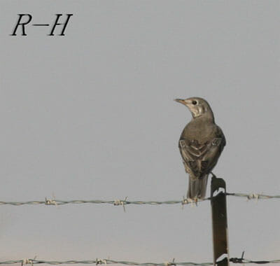 mistle_thrush400