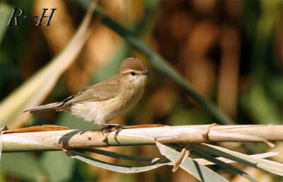 mountain_chiffchaff400