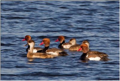 pochard