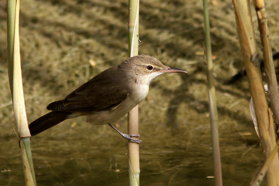 Basra Reed Warbler perched on reed stem
