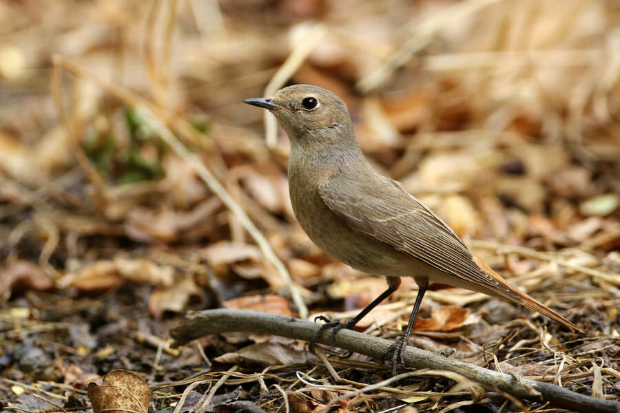 Central Asian Black Redstart perched on a branch