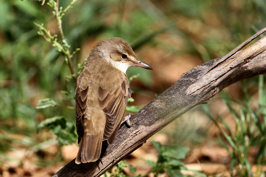 Great Reed Warbler perched on a branch