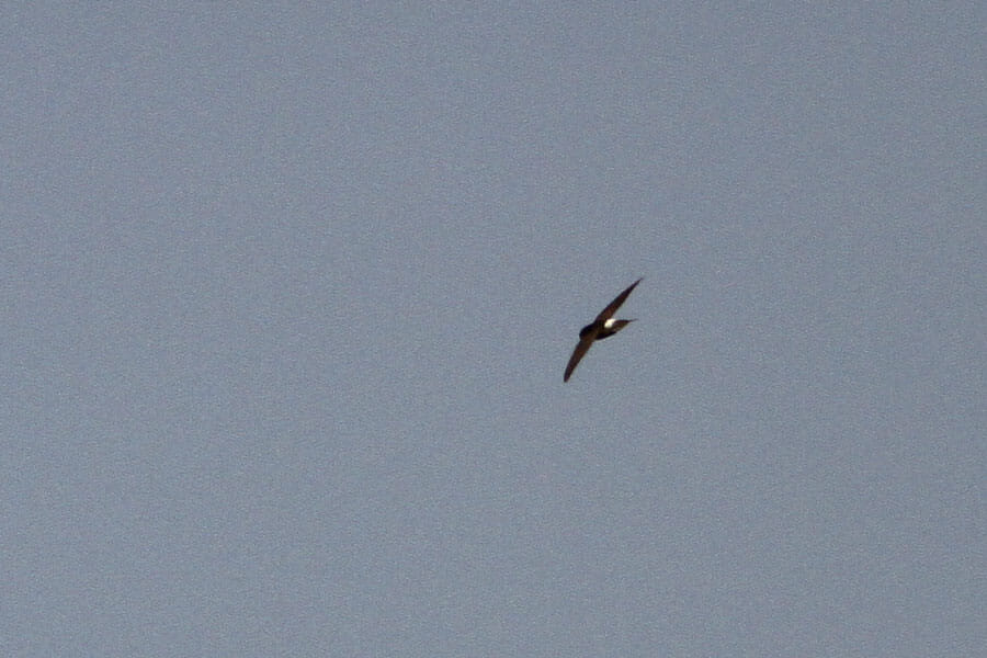 Little Swift in flight