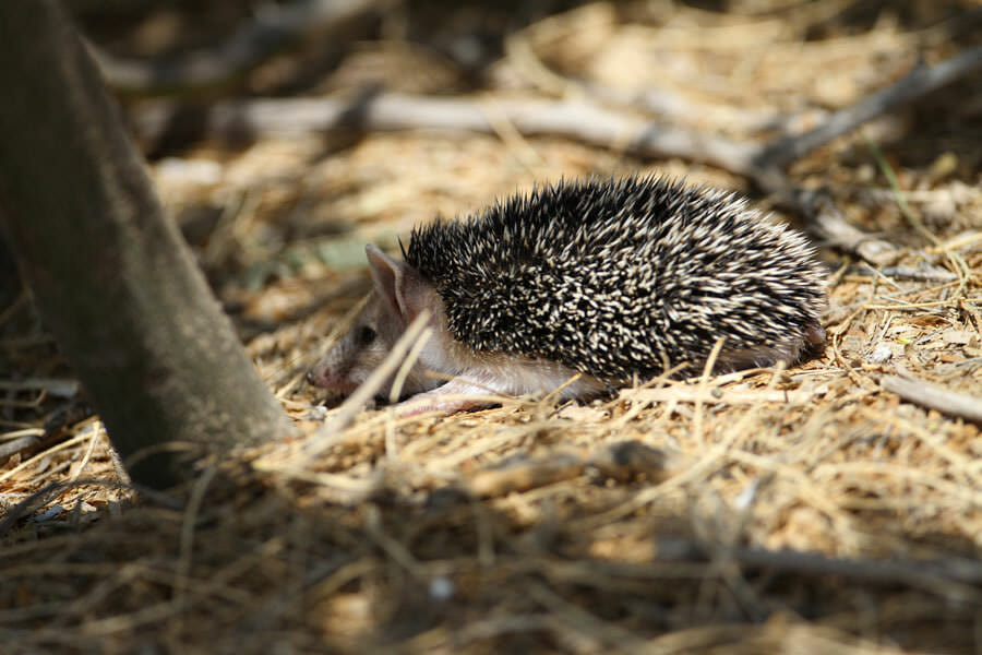 Long-eared Hedgehog sitting on the ground