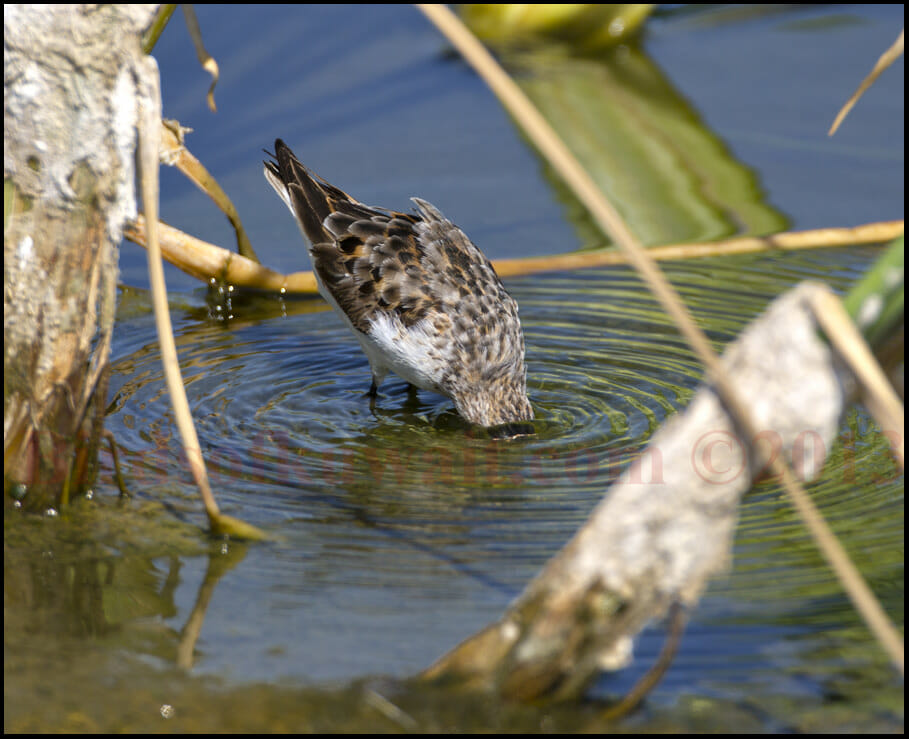 Little Stint Calidris minuta