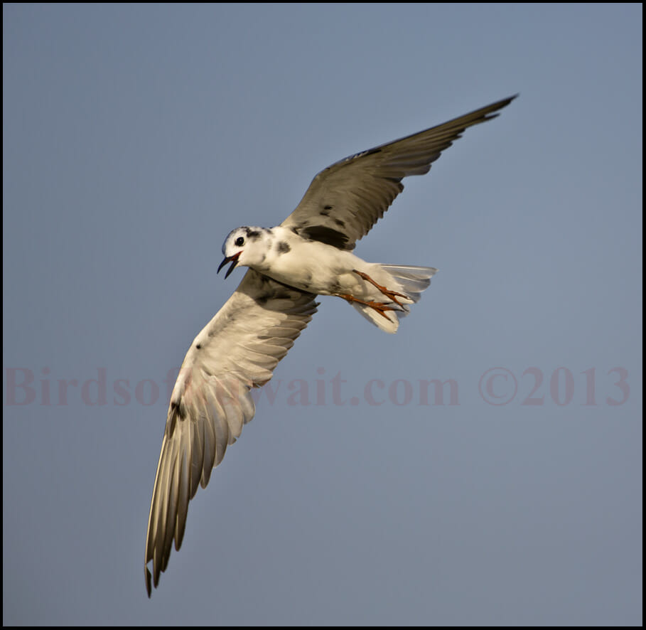 White-winged Tern Chlidonias leucopterus