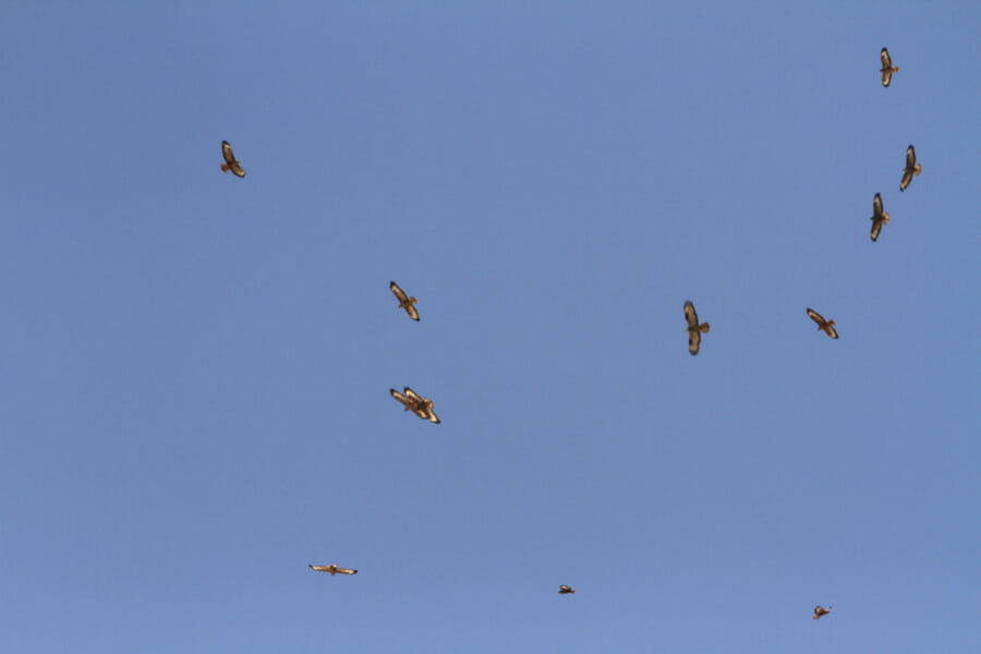 12 Common Buzzard in flight