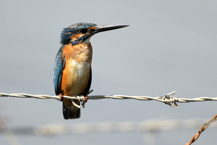 Common Kingfisher perched on barbed wire