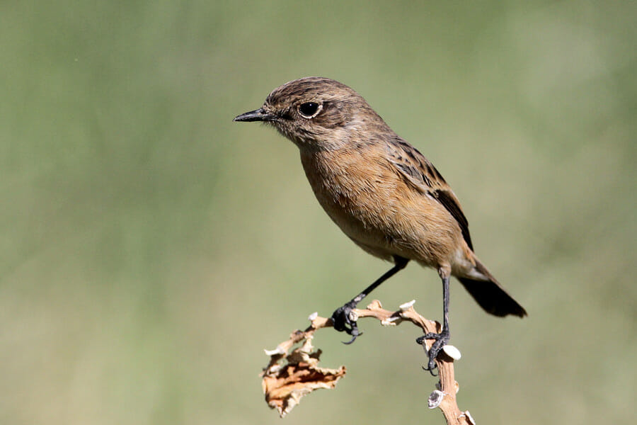 European Stonechat perched on a tree branch