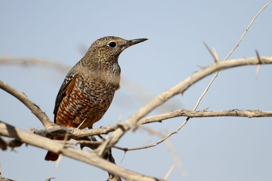 Rock Thrush perched on a tree branch