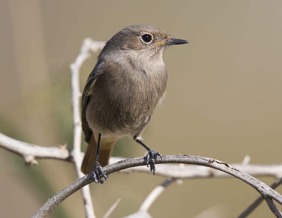 Western Black Redstart Phoenicurus ochruros