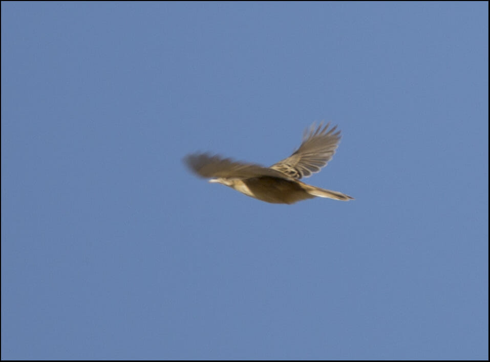 Zitting_Cisticola_SIR5244