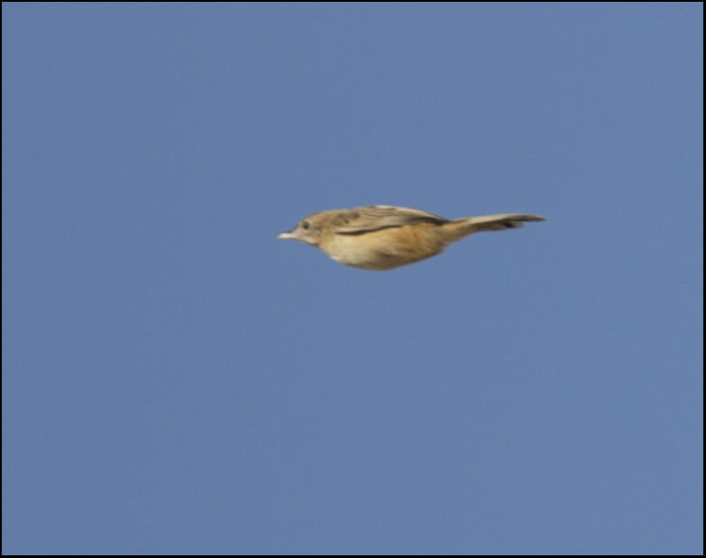Zitting_Cisticola_SIR5245