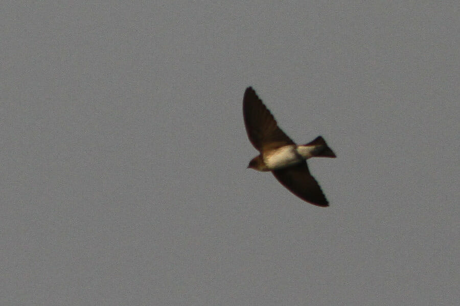 Streak-throated Swallow in flight