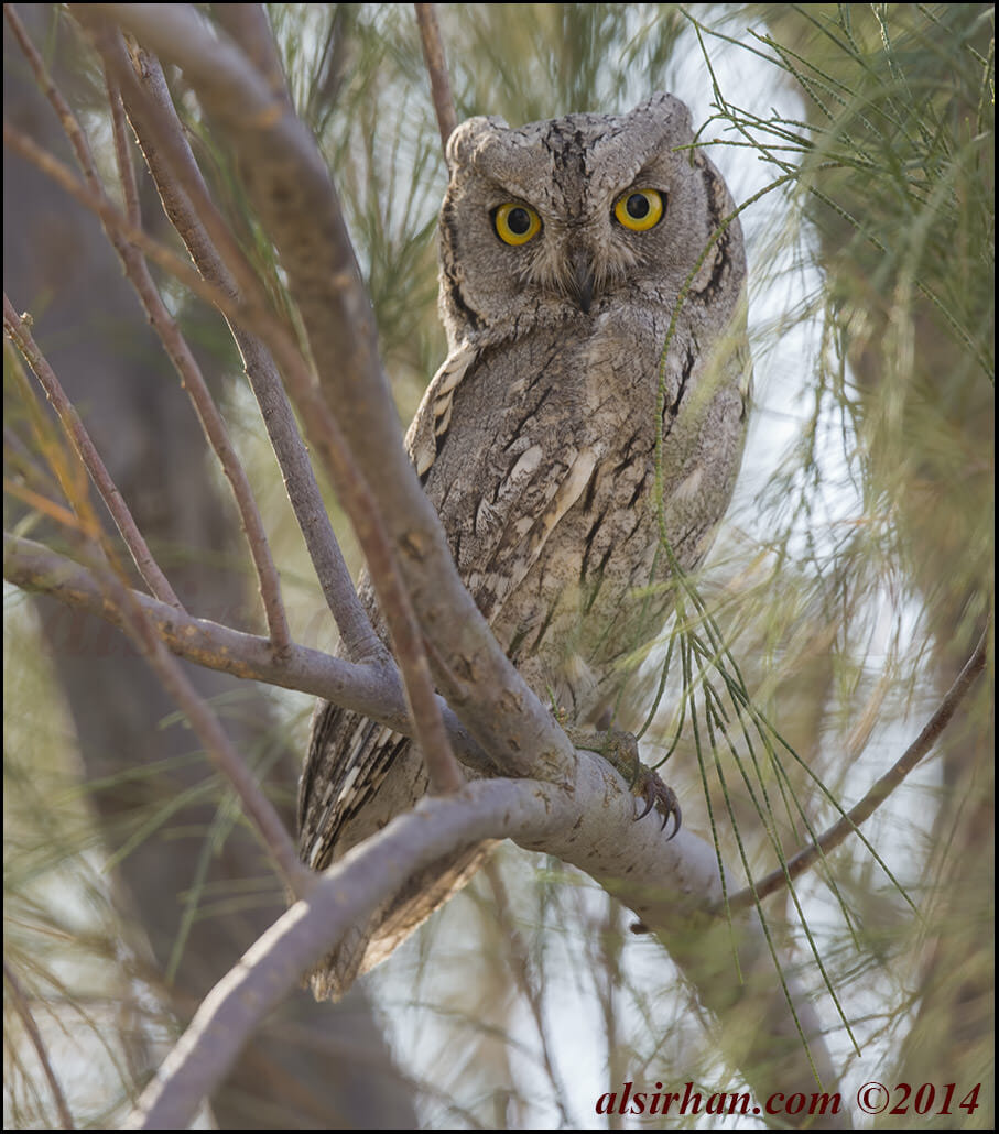 Pallid Scops Owl Otus brucei