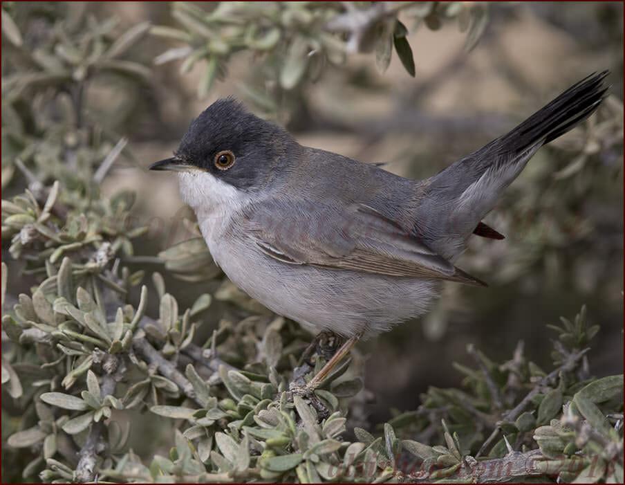 Ménétries's Warbler Sylvia mystacea