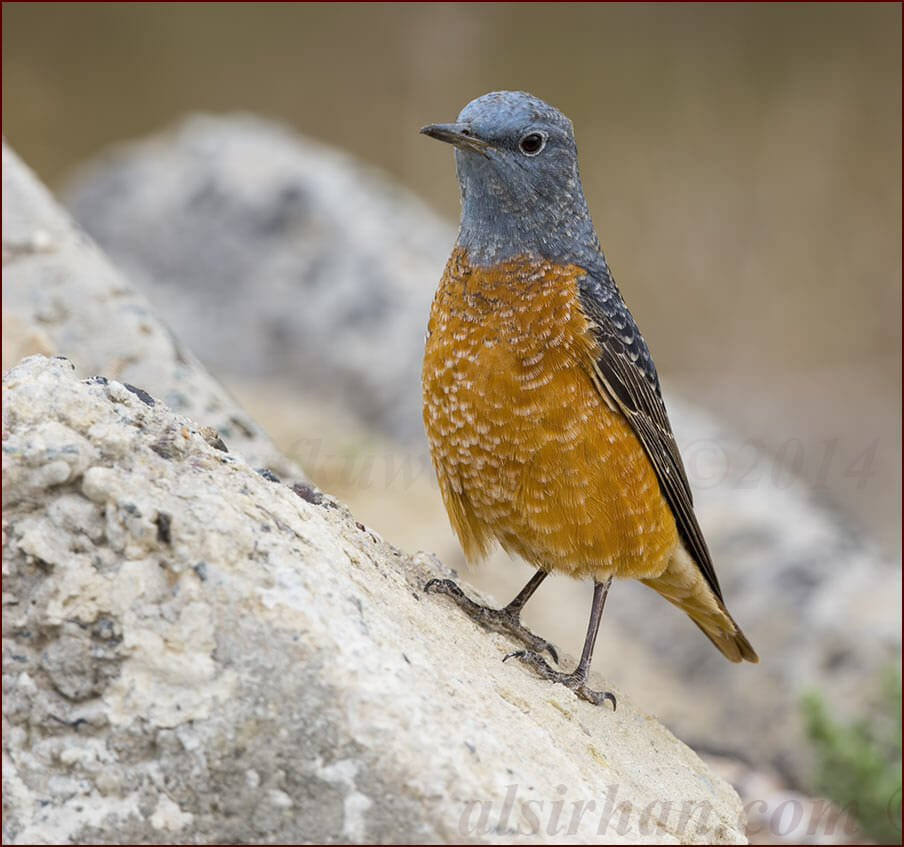 Common Rock Thrush Monticola saxatilis