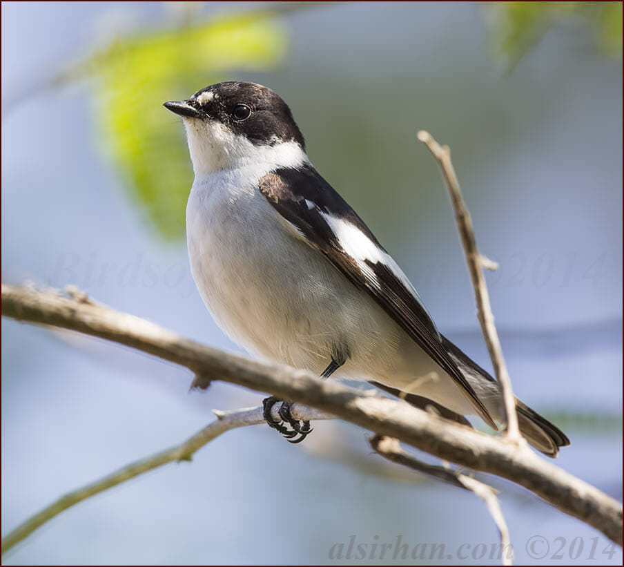 Semi-collared Flycatcher Ficedula semitorquata