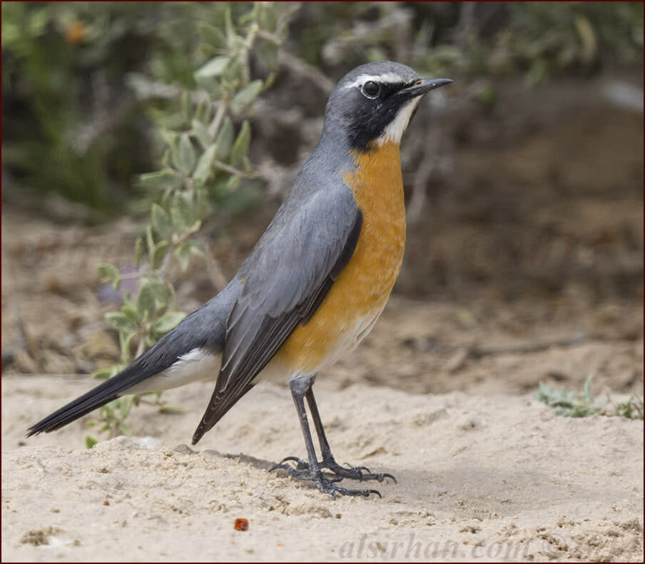 White-throated Robin Irania gutturalis
