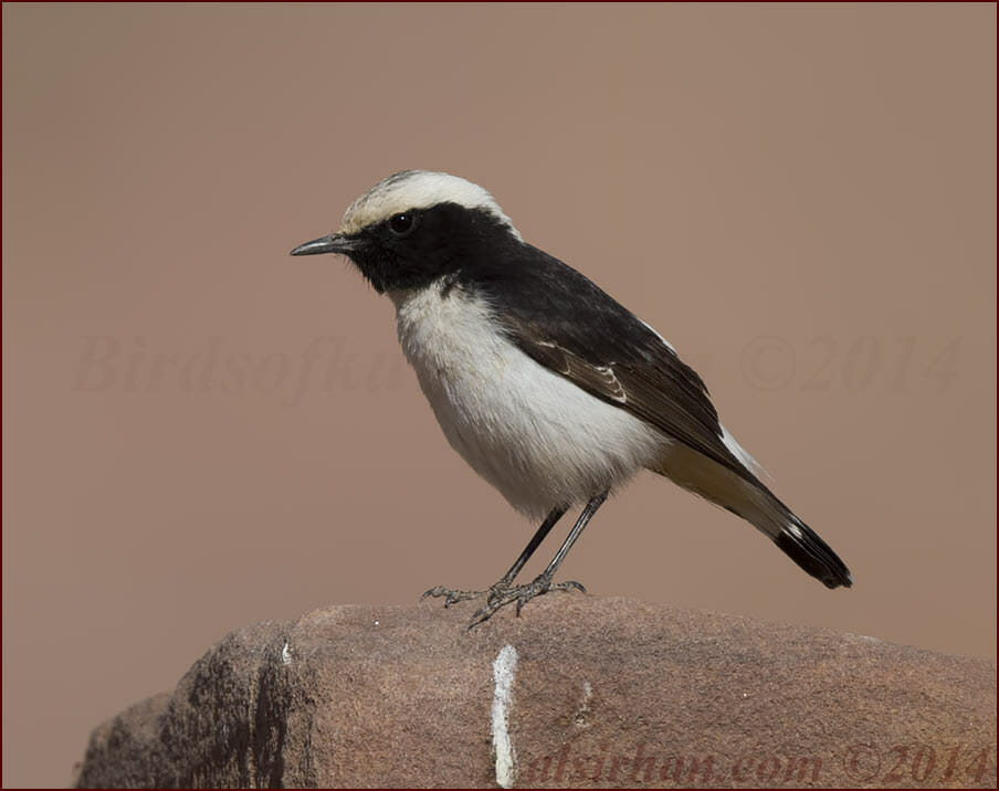 Mourning Wheatear Oenanthe lugens