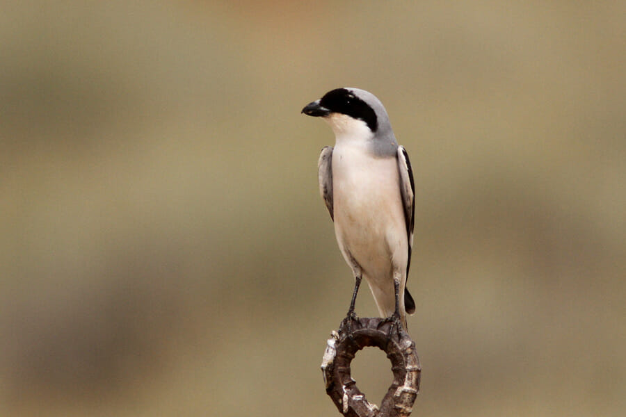 Lesser Grey Shrike perched on a wedge
