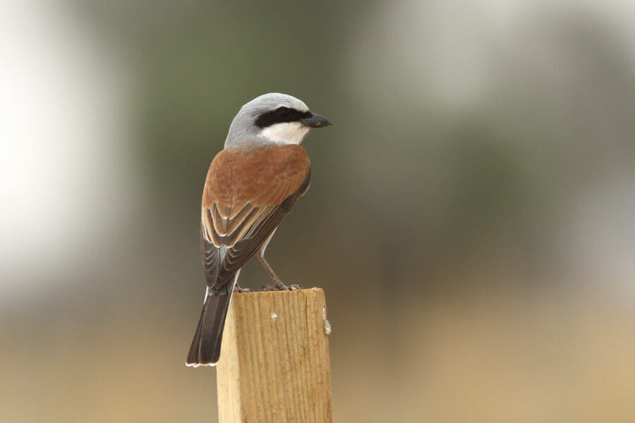 Red-backed Shrike perching on a stick