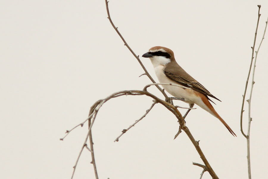 Red-tailed Shrike perched on a tree branch