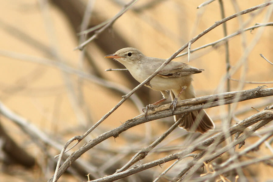 Upcher’s Warbler perched on a tree branch