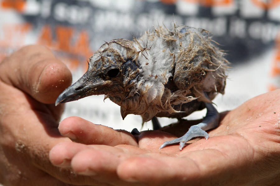Crab-plover chick