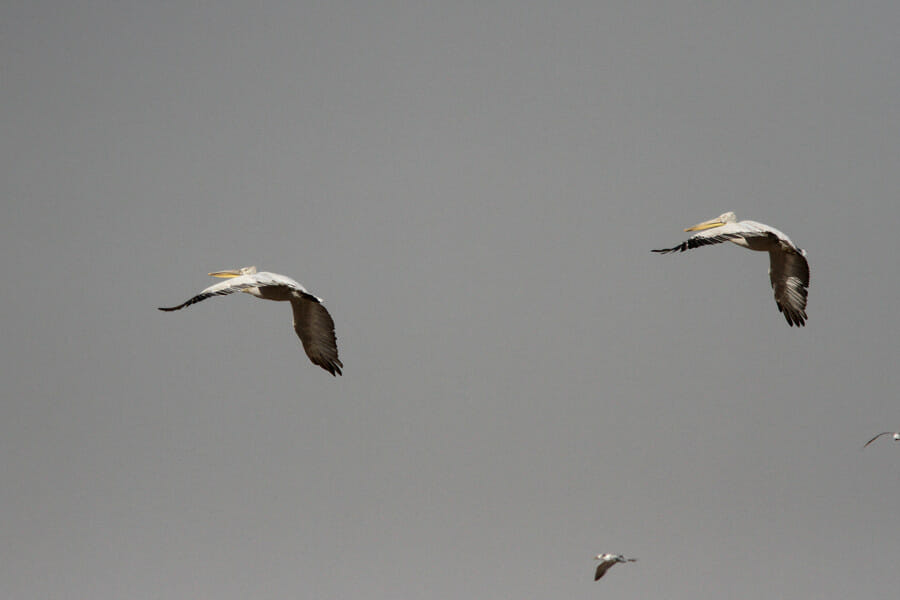 Two Dalmatian Pelicans in flight