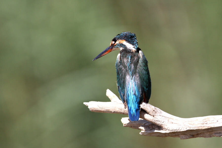 White-throated Kingfisher perched on a tree branch