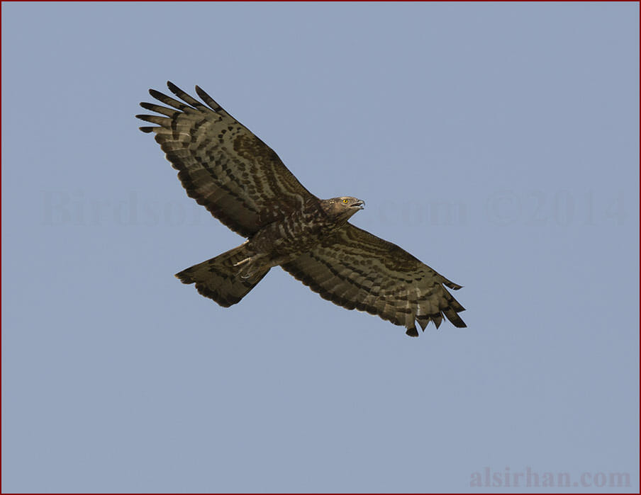Crested Honey Buzzard Pernis ptilorhynchus